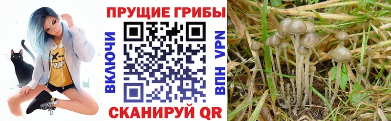 Галлюциногенные грибы ЛСД  Рошаль 